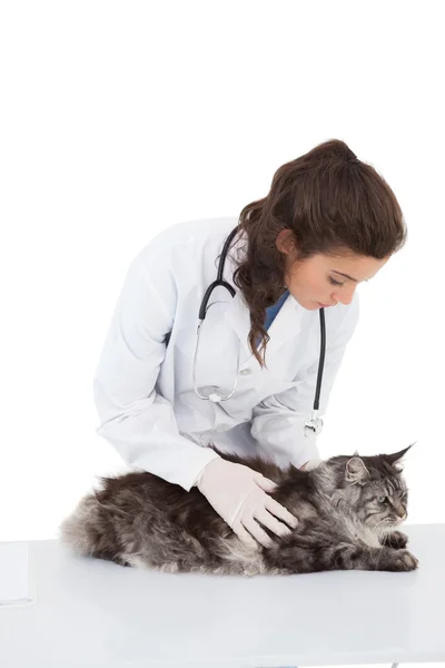 Veterinär undersöka maine coon — Stockfoto