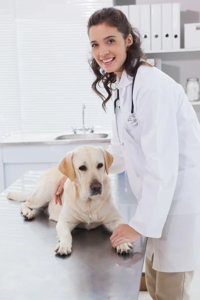 Veterinär undersöka hunden — Stockfoto