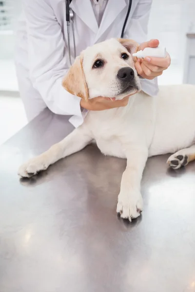 Tierarzt untersucht süßen Hund — Stockfoto