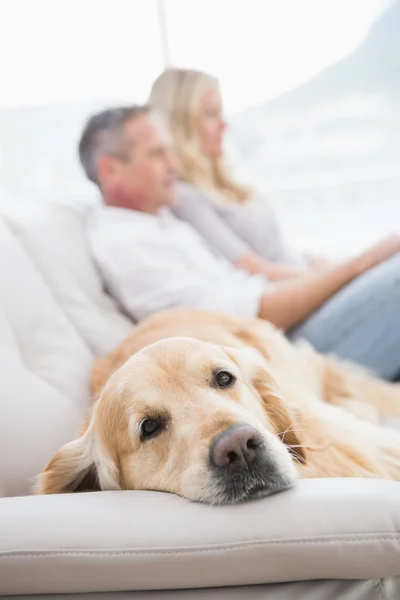 Dog lying on couch with couple — Stock Photo, Image