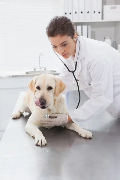 Veterinário cão examinador com estetoscópio — Fotografia de Stock