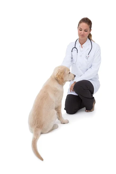 Veterinář knelling vedle štěně — Stock fotografie