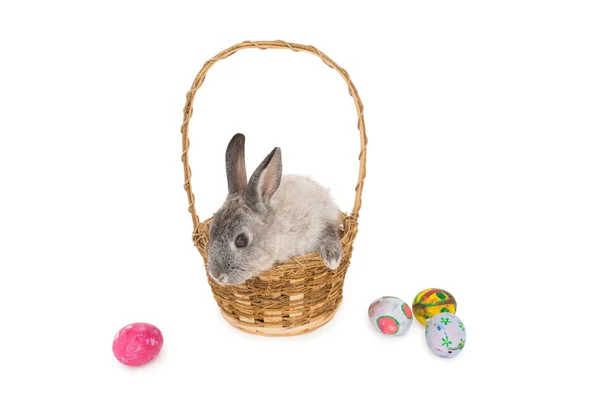 Conejo sentado en la cesta —  Fotos de Stock