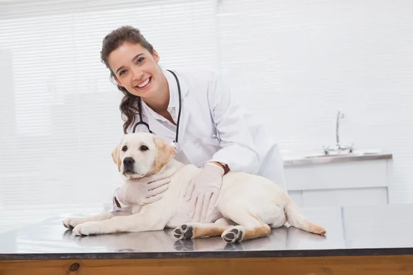 Veterinário examinando cão bonito — Fotografia de Stock