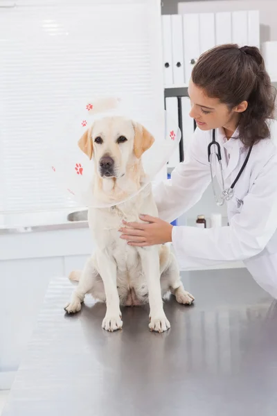 Veterinární lékař dělá kontrolu na psa — Stock fotografie