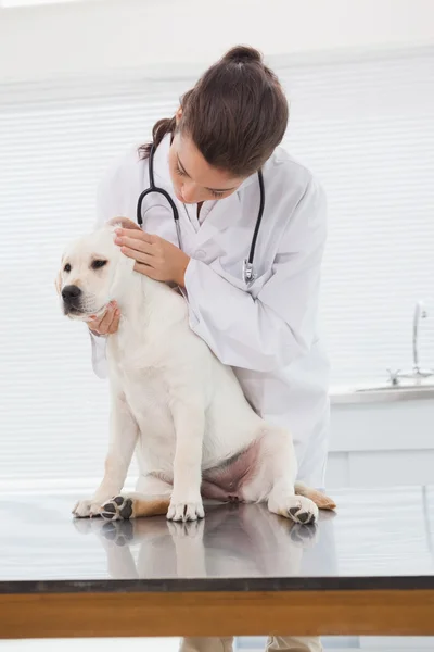 Veterinär undersöka söt hund — Stockfoto