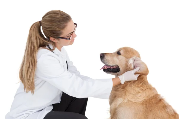 Verificação veterinária no labrador — Fotografia de Stock