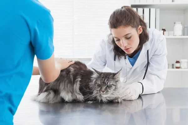 Veterinário examinando gato com proprietário — Fotografia de Stock