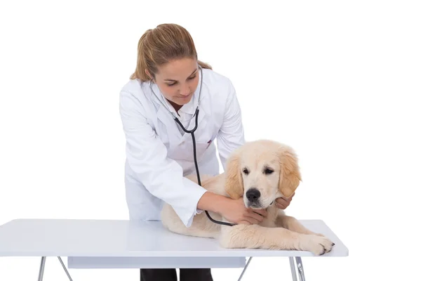 Tierarzt überprüft Welpen — Stockfoto