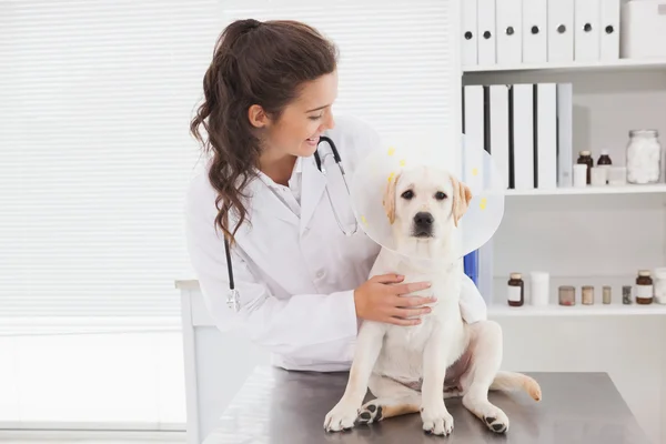 Veterinarian examining dog — Stock Photo, Image