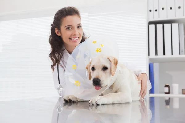 Ветеринар и собака с конусом — стоковое фото
