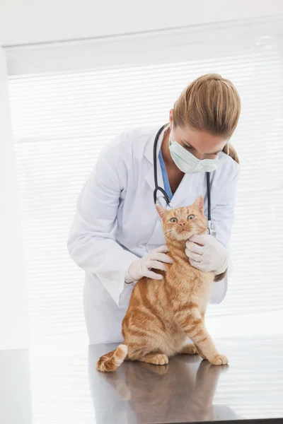 Veterinären undersöker orange katt Stockbild