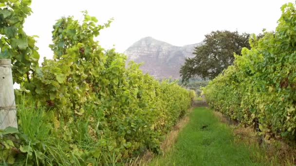 Επισκόπηση ενός πεδίου greenness αμπελιού — Αρχείο Βίντεο