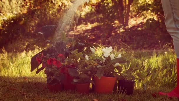 Πότισμα λουλουδιών κηπουρός με ποτιστήρι — Αρχείο Βίντεο