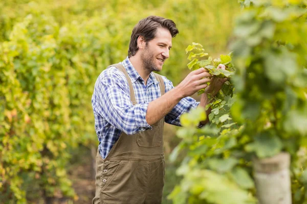 Улыбающийся виноградарь собирает виноград — стоковое фото