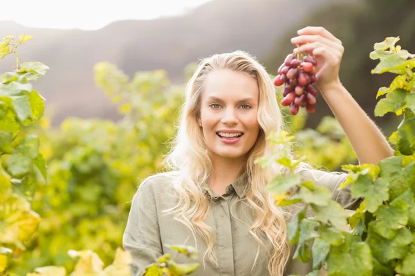 Smiling blonde winegrower holding a red grape — Stock Photo, Image