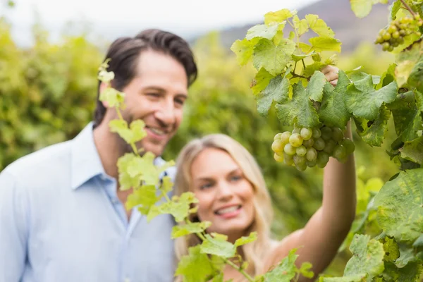 Młoda para zadowolony patrząc na winogrona — Zdjęcie stockowe