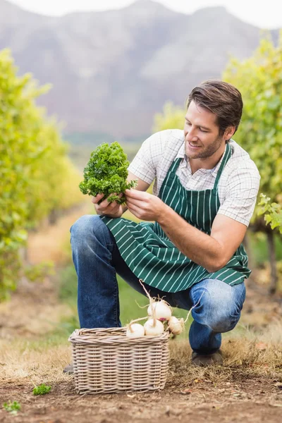 Agricultor olhando para o vegetal — Fotografia de Stock