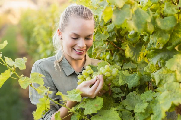 Jonge gelukkig wijnboer plukken druiven — Stockfoto