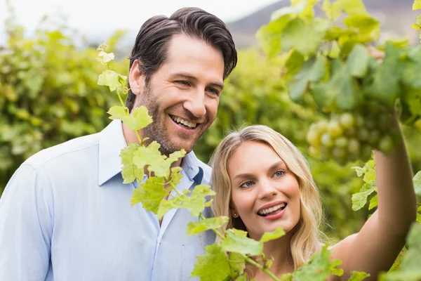 Joven pareja feliz mirando uvas —  Fotos de Stock