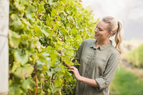 Junger glücklicher Winzer blickt auf die Trauben — Stockfoto