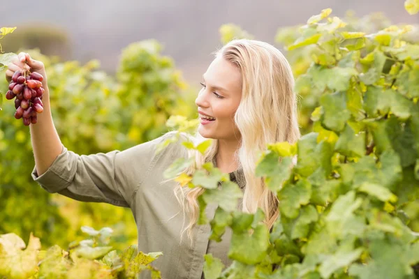 Sorrindo loira viticultor segurando uma uva vermelha — Fotografia de Stock