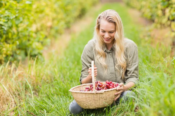 Vigneron blond regardant un panier de raisins rouges — Photo