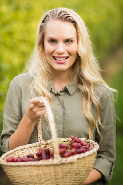 Blonde winegrower holding a red grape basket Stock Photo