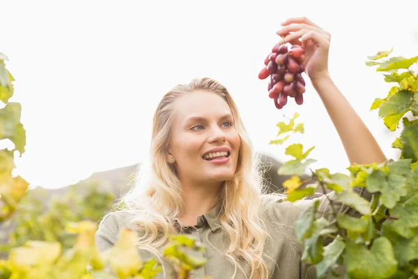 Rubia viticultora sonriente sosteniendo una uva roja — Foto de Stock