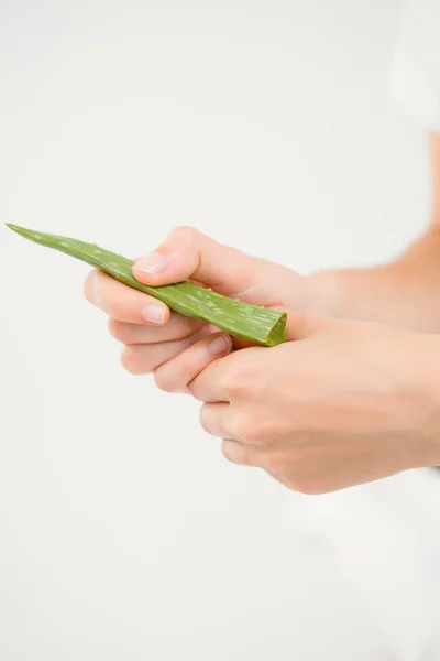 Aloe vera ile el — Stok fotoğraf