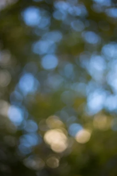 Bulanık yeşil yaprakları ve gökyüzü — Stok fotoğraf