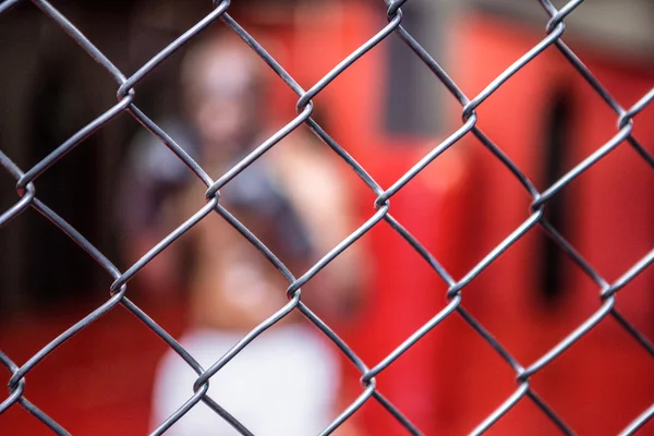 Boxer achter een ijzeren hek — Stockfoto