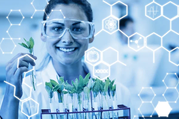 Scientist analyzing young plants at lab — Stock Photo, Image