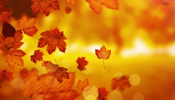 Samengestelde afbeelding van Herfstbladeren — Stockfoto