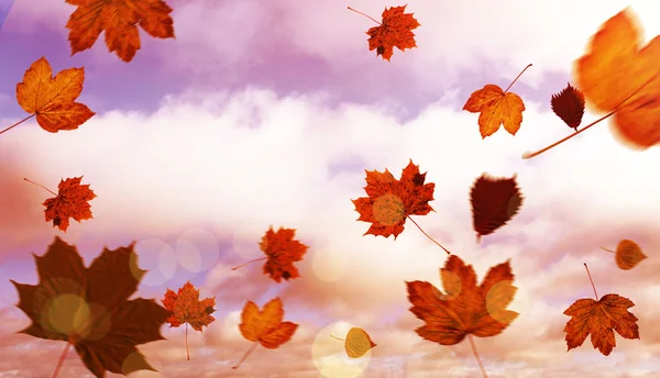 Composite image of autumn leaves pattern — Stock Photo, Image