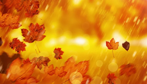 Composite image of autumn leaves — Stock Photo, Image