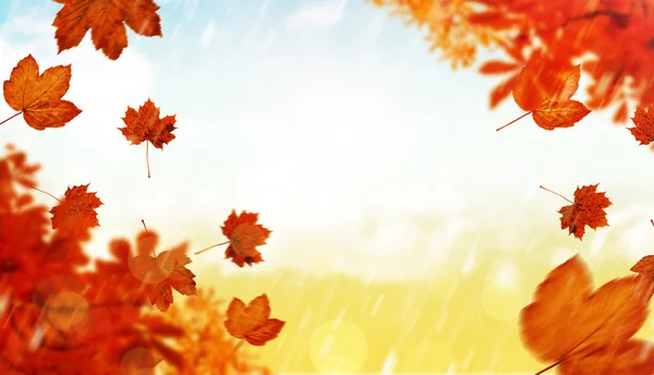 Composite image of autumn leaves — Stock Photo, Image