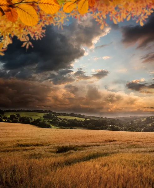 Composite image of autumn leaves — Stock Photo, Image