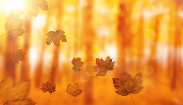 Composite image of autumn leaves pattern — Stock Photo, Image