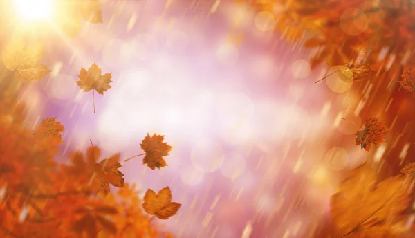 Composite image of autumn leaves — Stock Photo, Image