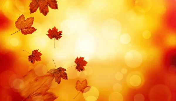 Composite image of autumn leaves pattern — Stock Photo, Image