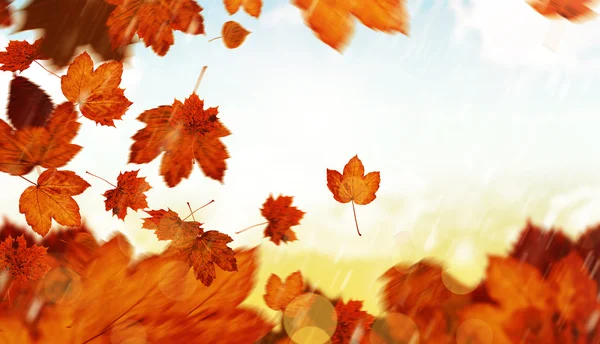 Autumn leaves against blue sky — Stock Photo, Image