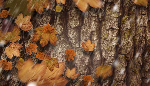 Zusammengesetztes Bild der Herbstblätter — Stockfoto