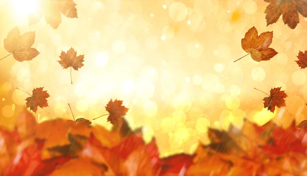 Composite image of autumn leaves — Stock Photo, Image