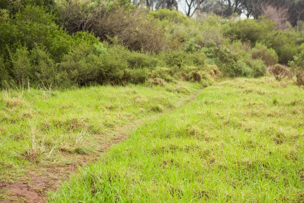 Imagem de um caminho de caminhada verde — Fotografia de Stock