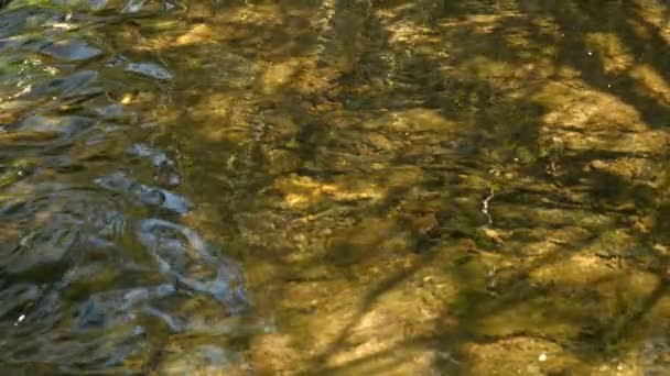 Lentamente muovendo l'acqua nel torrente — Video Stock