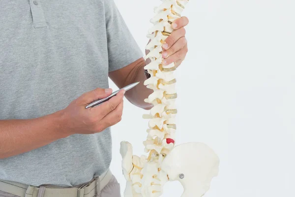 의사 표시 해 부 척추 — 스톡 사진