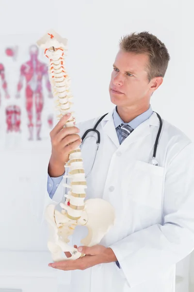 Läkaren håller en anatomisk ryggraden — Stockfoto
