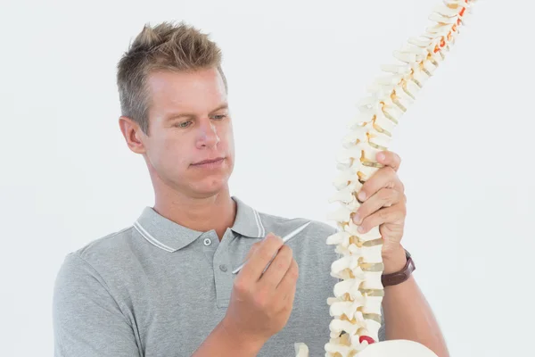 医者を示す解剖学的脊椎 — ストック写真