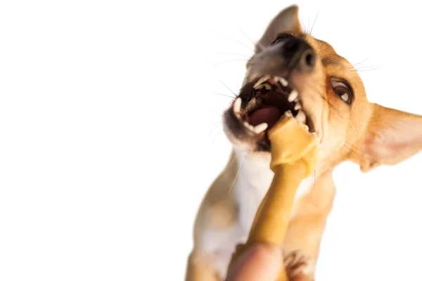 Niedlicher Hund, der Knochenspielzeug kaut — Stockfoto